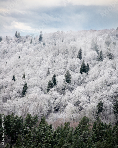 Frost covered trees in winter