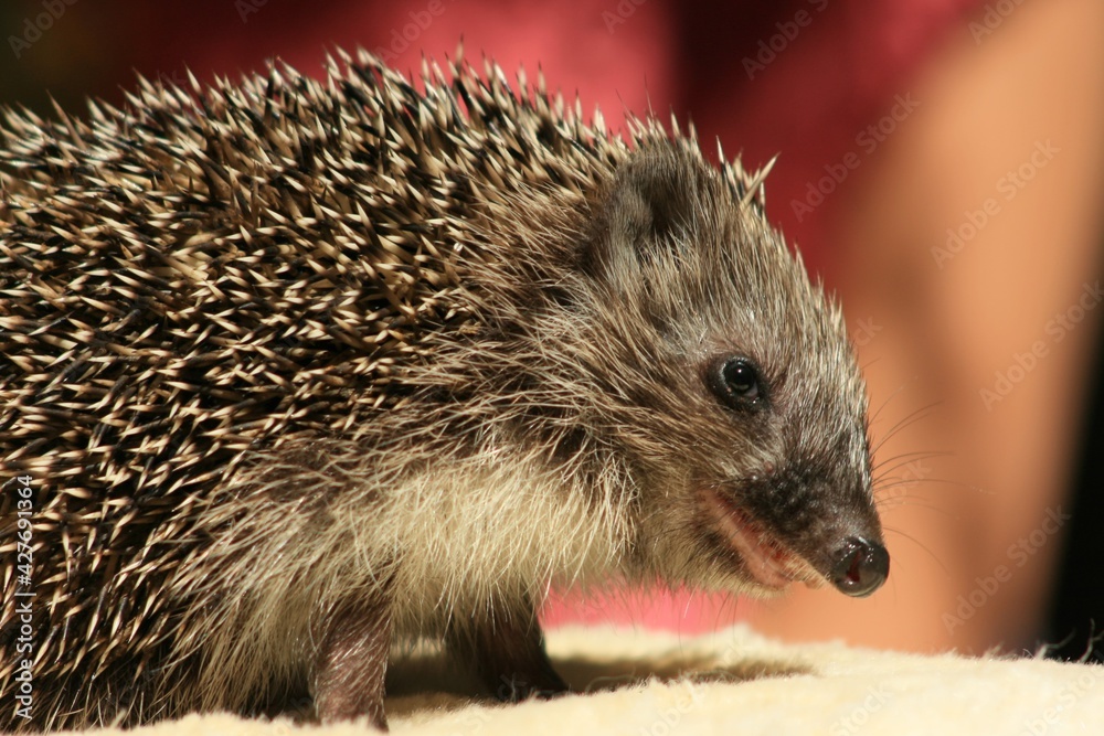 Fototapeta premium hedgehog on the ground