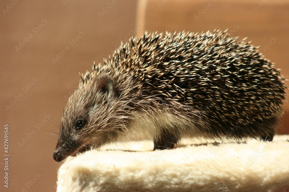 Obraz premium hedgehog on the ground