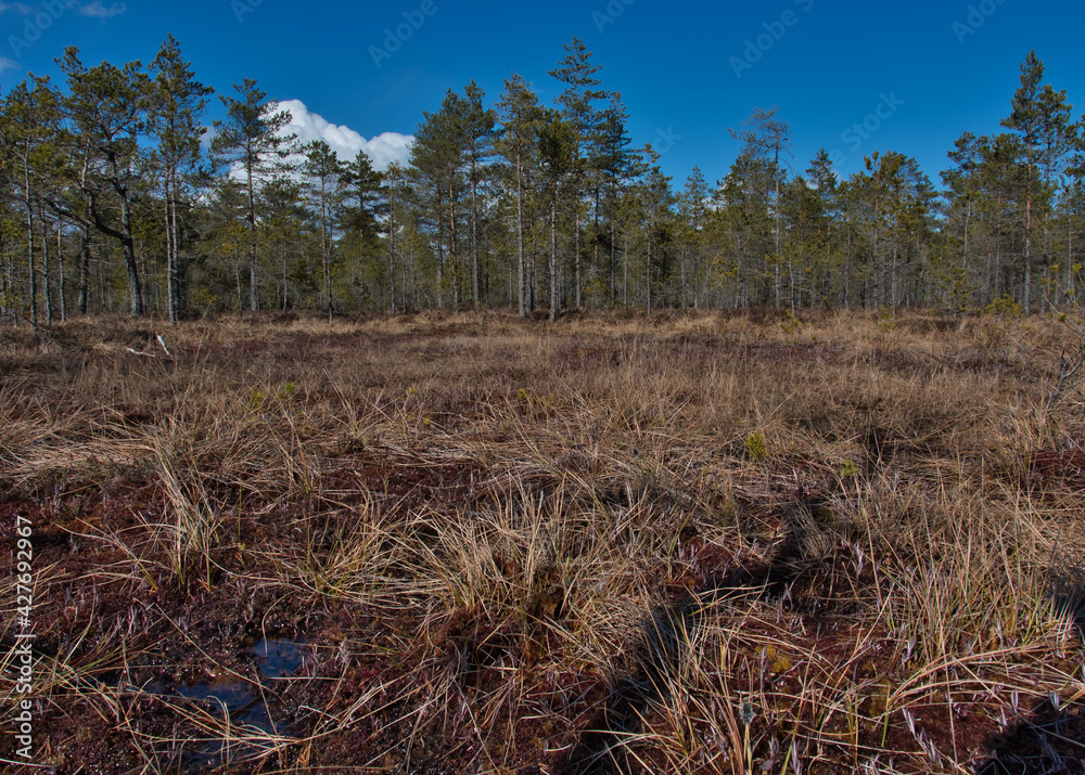 Fototapeta premium A landscape of the upper bogs on a sunny day, Selisoo, Estonia, in the foreground, wet red moss, sprouted with yellowish marsh grass, against the backdrop of a frail pine forest under a blue sky.