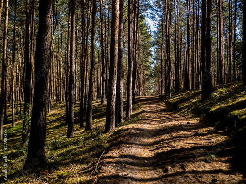 Fototapeta Naklejka Na Ścianę i Meble -  Grzybobranie