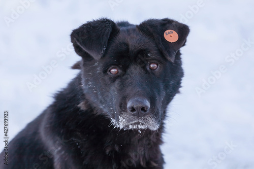 Sad muzzle of dog with a tag in the ear is looking. In dogs, ear-notching is the most common way of identifying stray and feral animals that have been vaccinated and surgically sterilized.
