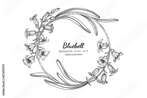 Bluebell flower and leaf hand drawn botanical illustration with line art.