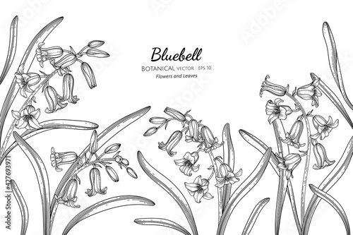 Bluebell flower and leaf hand drawn botanical illustration with line art.