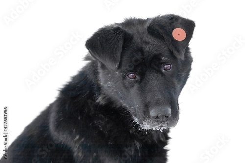 Sad muzzle of dog with a tag in the ear is looking. In dogs, ear-notching is the most common way of identifying stray and feral animals that have been vaccinated and surgically sterilized.