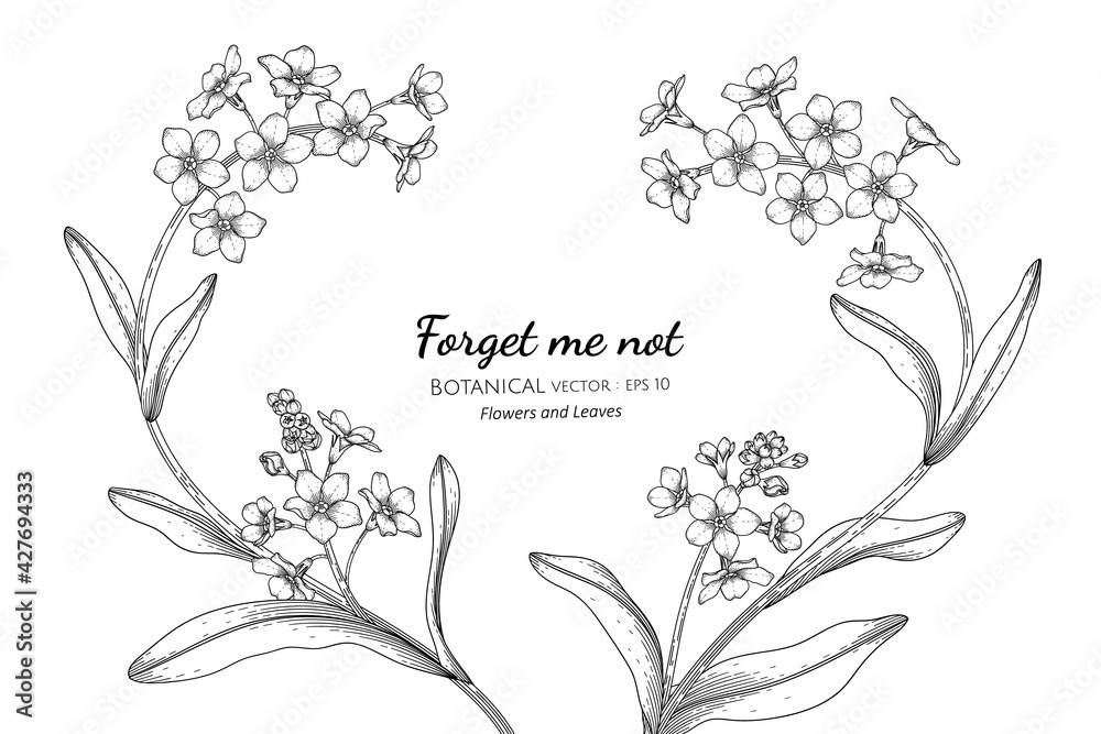 Forget Me Not Flower And Leaf Hand Drawn Botanical Illustration With Line  Art. Stock Vector | Adobe Stock