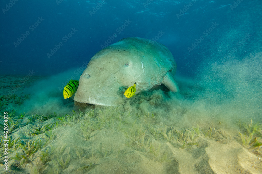 Fototapeta premium Dugong sea cow egypt