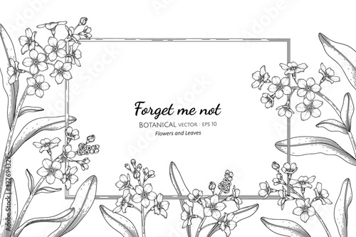 Forget me not flower and leaf hand drawn botanical illustration with line art.