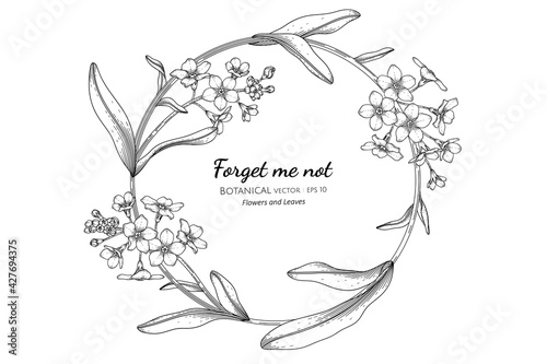 Forget me not flower and leaf hand drawn botanical illustration with line art.