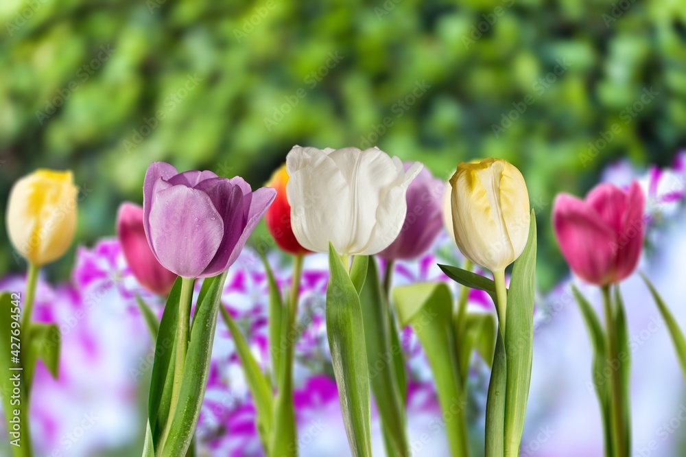 Obraz premium Antirrhinum.