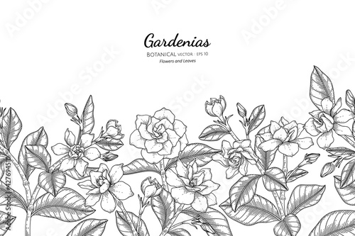 Seamless pattern Gardenias flower and leaf hand drawn botanical illustration with line art.
