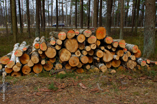 Trunks of felled birch trees piled in a heap. A slice is visible. The concept of cutting down trees. deforestation