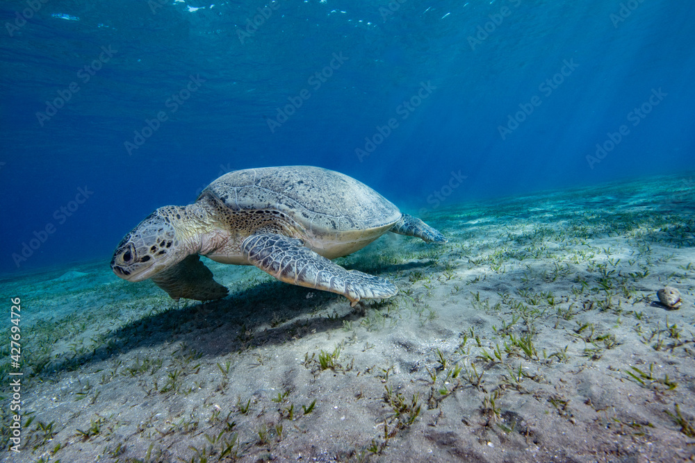 Obraz premium Sea turtle red sea egypt