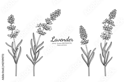Lavender flower and leaf hand drawn botanical illustration with line art.