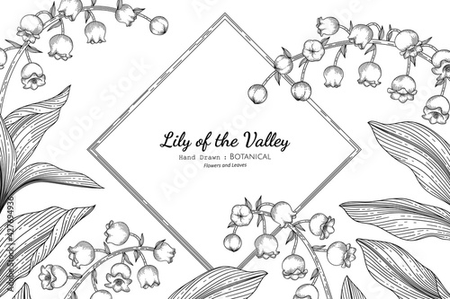 Lily of the valley flower and leaf hand drawn botanical illustration with line art.