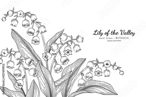 Lily of the valley flower and leaf hand drawn botanical illustration with line art.