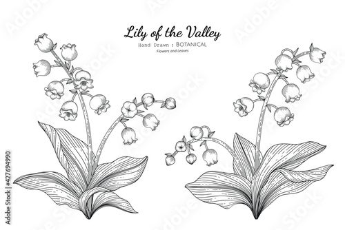 Lily of the valley flower and leaf hand drawn botanical illustration with line art.