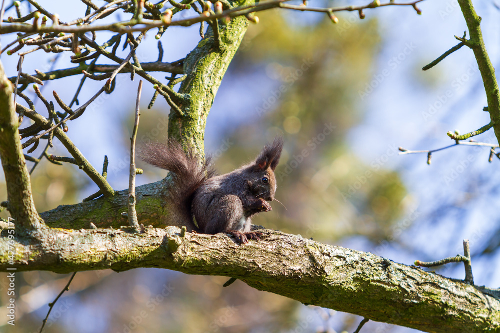 Fototapeta premium Little black squirrel shells a nut on a tree. The sky is blue.