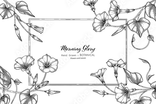 Morning glory flower and leaf hand drawn botanical illustration with line art.