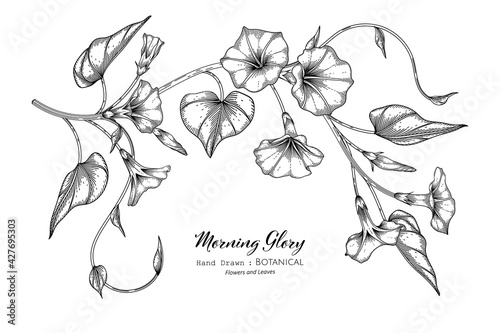 Morning glory flower and leaf hand drawn botanical illustration with line art.