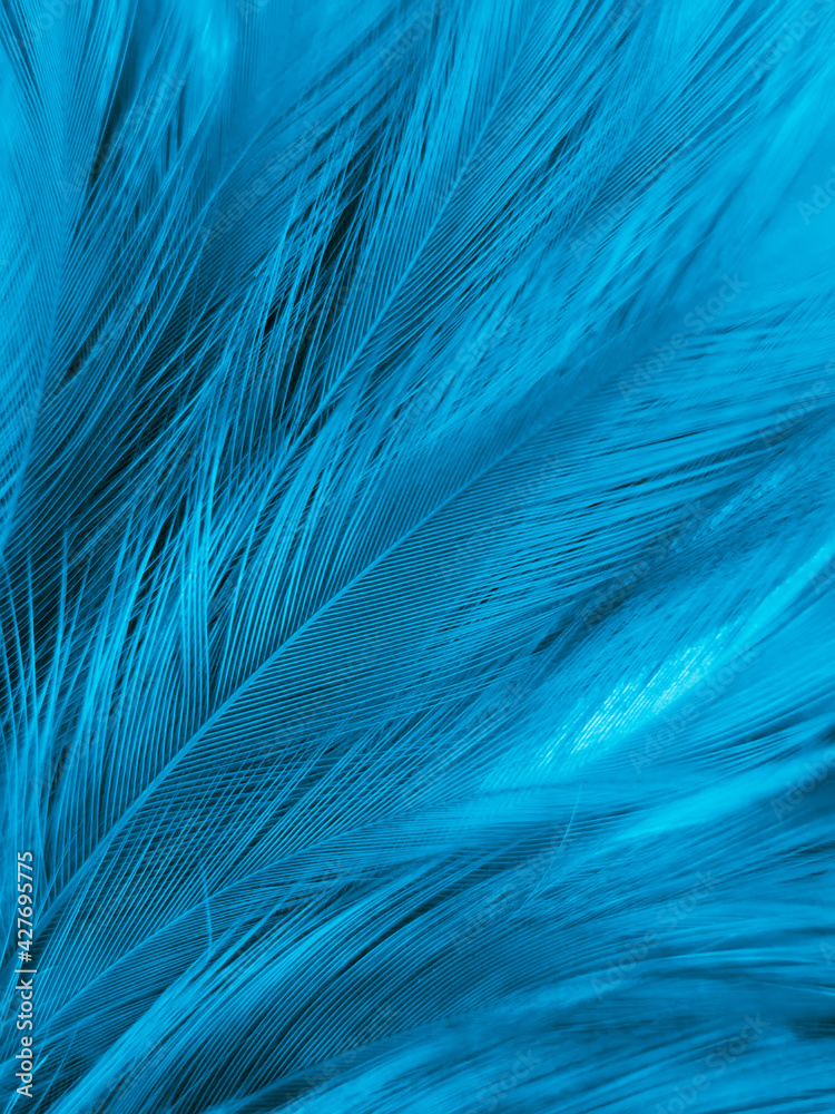 Beautiful abstract blue feathers on white background, white feather texture and blue background, feather wallpaper, blue texture banners, love theme, valentines day,  gray gradient