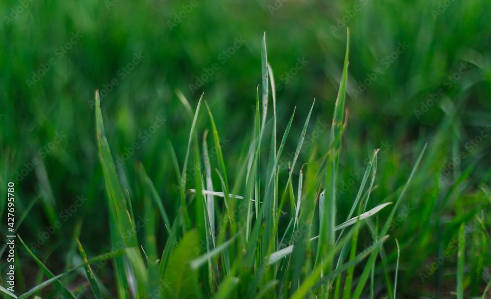 Green fresh and juicy grass close-up. Summer background. Grass growth in spring. Green fresh and juicy grass close-up. Summer background. Grass growth in spring.
