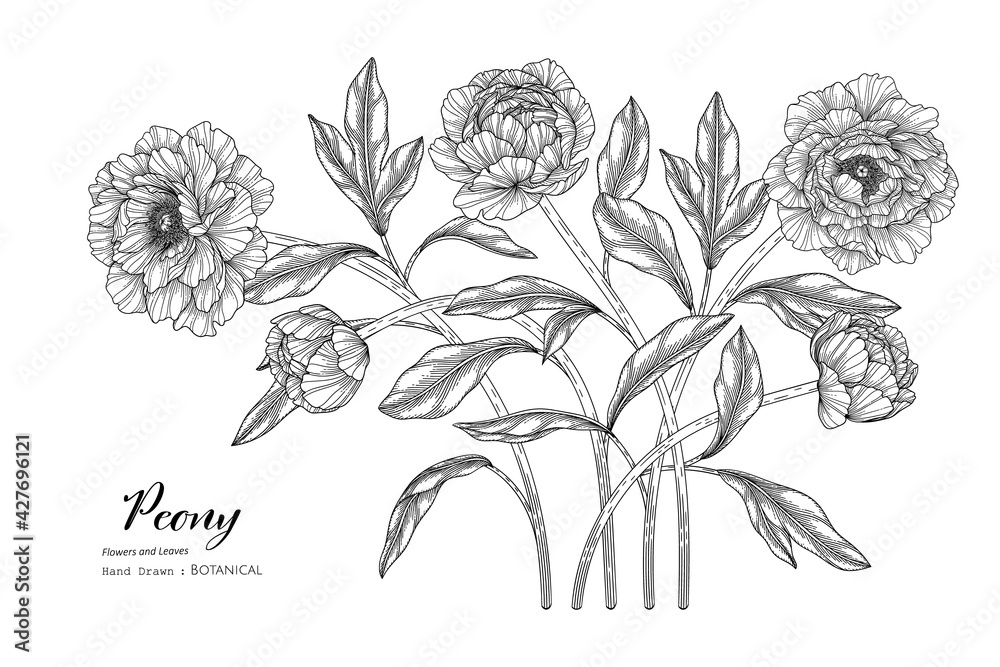 Fototapeta Peony flower and leaf hand drawn botanical illustration with line art.