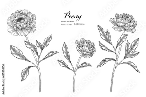 Peony flower and leaf hand drawn botanical illustration with line art.