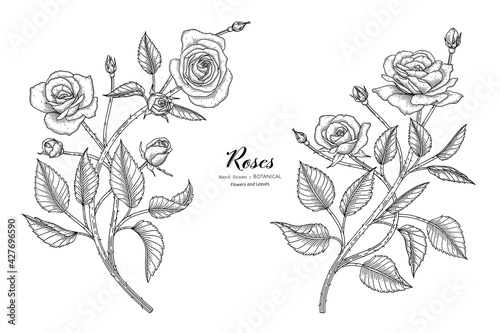 Roses flower and leaf hand drawn botanical illustration with line art.