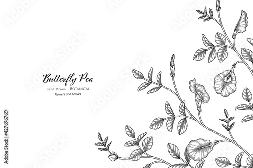 Butterfly peas flower and leaf hand drawn botanical illustration with line art.