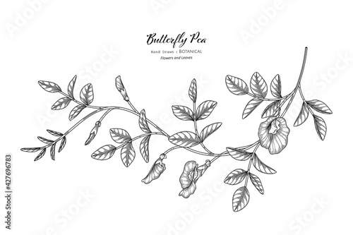 Butterfly peas flower and leaf hand drawn botanical illustration with line art.