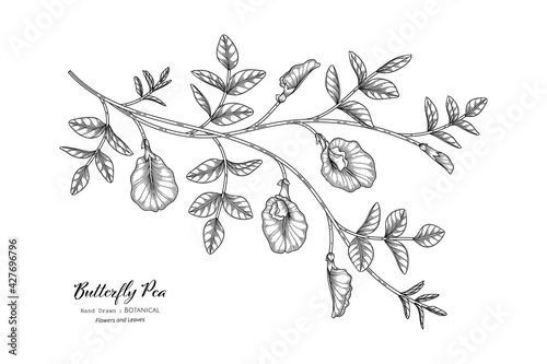 Butterfly peas flower and leaf hand drawn botanical illustration with line art.