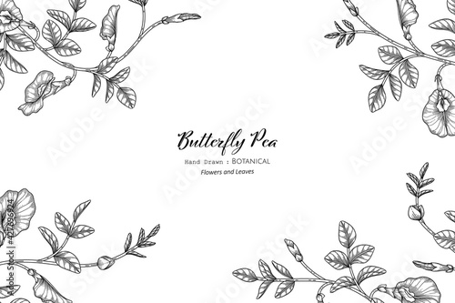 Butterfly peas flower and leaf hand drawn botanical illustration with line art.