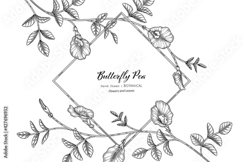 Butterfly peas flower and leaf hand drawn botanical illustration with line art.