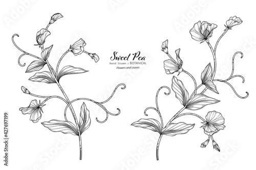 Sweet peas flower and leaf hand drawn botanical illustration with line art.