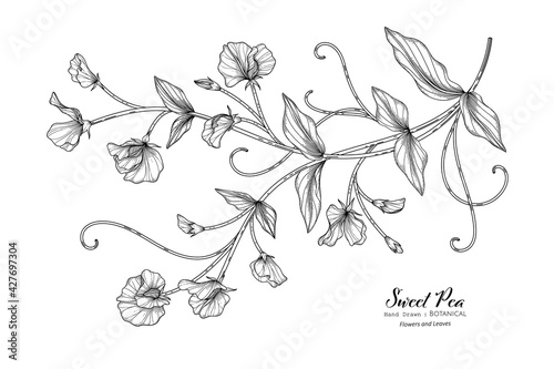 Sweet peas flower and leaf hand drawn botanical illustration with line art.