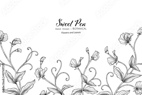 Seamless pattern Sweet peas flower and leaf hand drawn botanical illustration with line art.