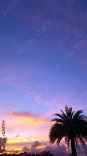 Verticle Palm Tree Sunset