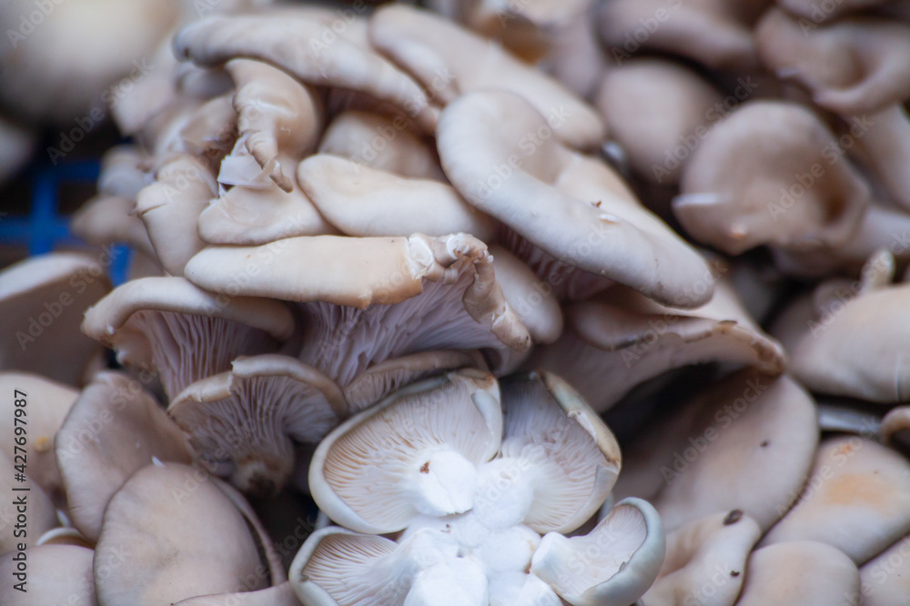 selling oyster mushroom at the vegetable market selling oyster mushroom at the vegetable market