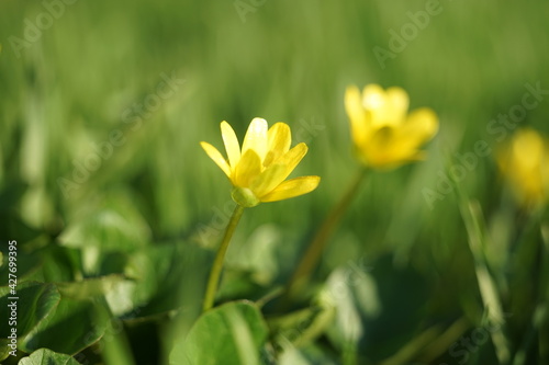 Spring garden with yellow blooming flowers in green grass 