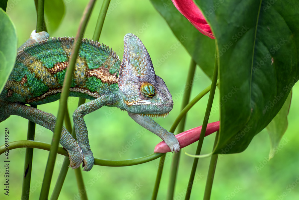 Fototapeta premium Veiled chameleon hanging on a branch