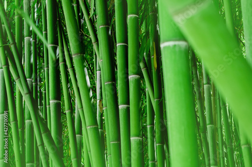 Fototapeta Naklejka Na Ścianę i Meble -  Horizontal natural bamboo wallpaper. Green background.