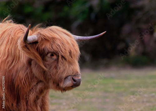  highland cow