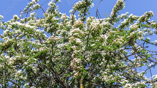 profusely blooming apple tree against the background of the spring blue sky