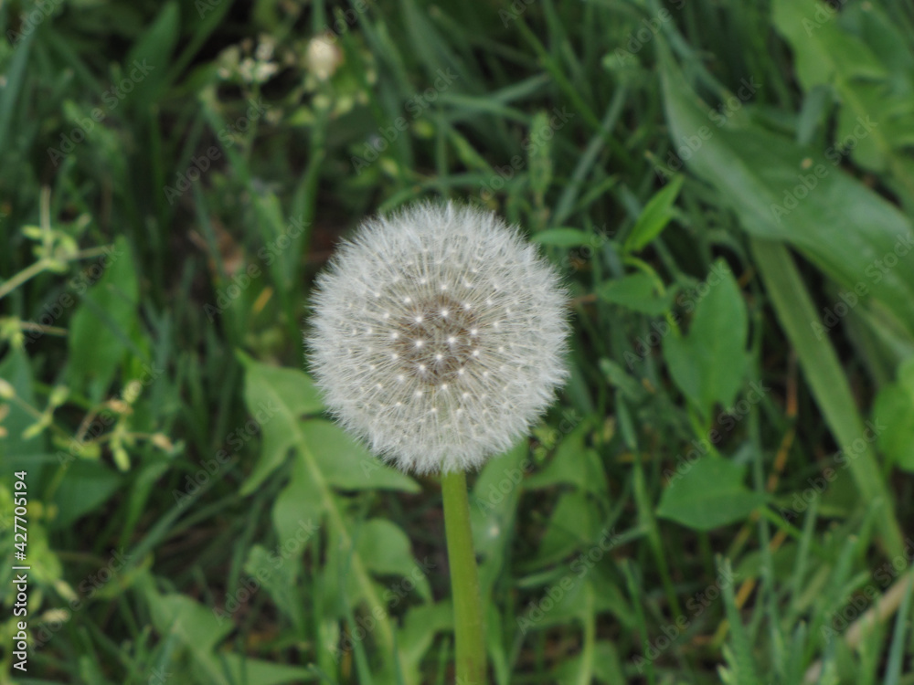 Flowers in green grass. Spring time. Sunny day. Flowers in green grass. Spring time. Sunny day.
