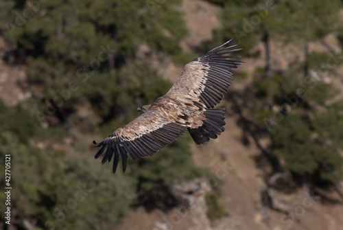 Flight time for griffon vulture © mer