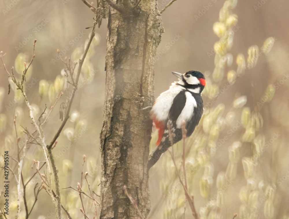 Great spotted woodpecker on a tree Great spotted woodpecker on a tree