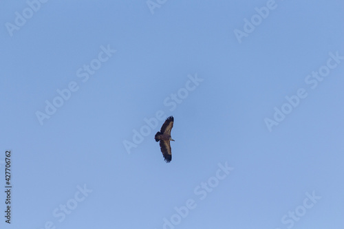 osprey in flight