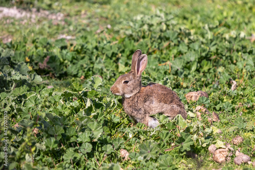 Fototapeta premium Brown rabbit eating in green grass shrubs