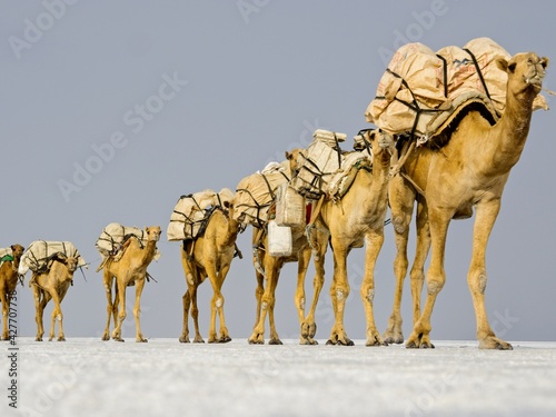 Long Camel caravan transporting salt across Ass Ale Salt Lake, Ethiopia.